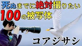 死ぬまでに絶対撮りたい100の被写体 コアジサシ Nikon z8+Z800mmf6.3