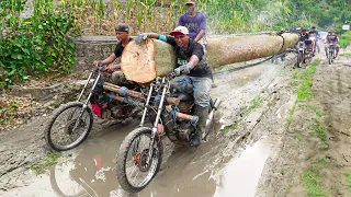 Risky But Genius Technique to Transport Gigantic Logs