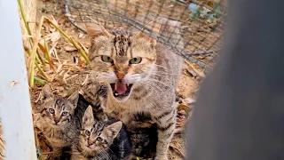Mother cat tries to Attack me thinking I will harm her Kittens.