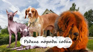 Редкие породы собак. Голоса и звуки