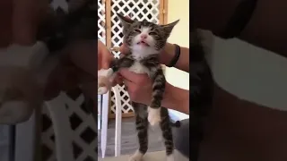 little one is in pain #pets #animals #shorts #cats #catlover #kitten #cute #funny #meow