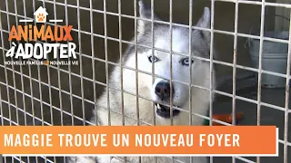 Maggie, 6 ans et demi trouve un nouveau foyer plein d'amour - Animaux à adopter