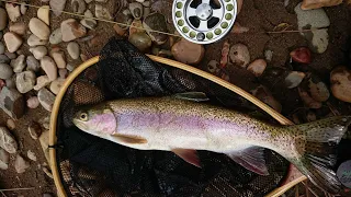 Mersey River Rainbow Trout (Tasmania)