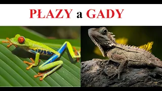 PŁAZY a GADY - czym się różnią