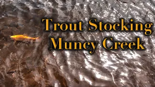 Trout Stocking Muncy Creek