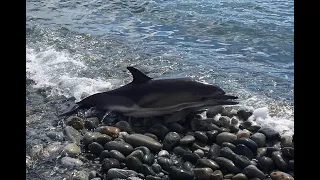 Why are dolphins dying in the Black Sea