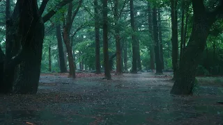[Rain Sound] My heart is wet with the heavy rain in the forest. rain sounds ASMR.