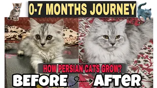 How do persian cats grow? || 0-7 Months journey|| Persian kitten growth to adult cat!