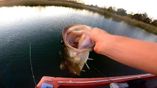 BIG spring largemouth LOVE a FROG & a GIANT swimbait!!!