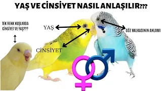 MUHABBET KUŞU CİNSİYETİ VE YAŞI NASIL ANLAŞILIR??? ABLİNO LUTİNO CİNSİYET VE YAŞ NASIL ANLAŞILIR???