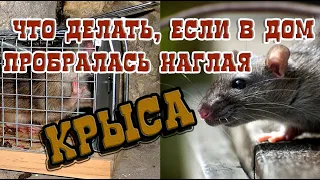 ➤ Что делать, если в дом пробралась наглая крыса ➤ Как избавиться от Крыс ➤ Крыса в доме