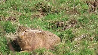 A sleepy Hare sunbathing in Maulds Meaburn in Cumbria...glad the rain stopped.