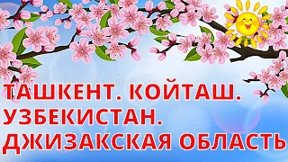 Ташкент | Койташ. Узбекистан. Джизакская область. | Ностальгия по Ташкенту