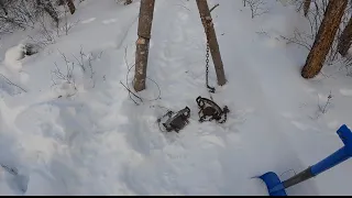 Alaska Wolverine and Wolf Trapping 2023 (Episode 6)