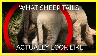 No One Knows What Sheep Tails Actually Look Like