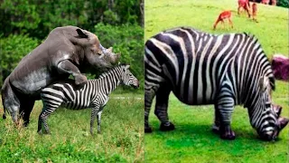Вот Что Будет, Если Скрестить Носорога и Зебру! Уникальные Гибриды Животных