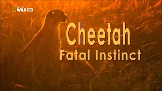 National Geographic Wild (2013) Cheetah: Fatal Instinct (Documentary)