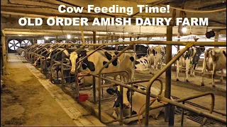 Feeding Holstein Dairy Herd on OLD ORDER AMISH FARM in Lancaster County, Pennsylvania