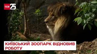 🦁Запрацював Київський зоопарк: як почуваються тварини, які пережили бойові дії