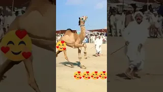 Camel Dance😄 I Entertainment Video