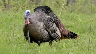 Awesome Spring Turkey Hunt!