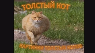 Самые толстые, смешные коты в мире