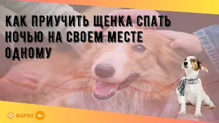 Как приучить щенка спать ночью на своем месте одному