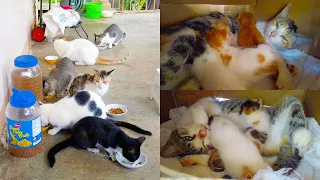 Cat family routine with kittens