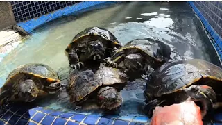 I feed these turtles that have not eaten for 6 MONTHS and this is their reaction!!😨