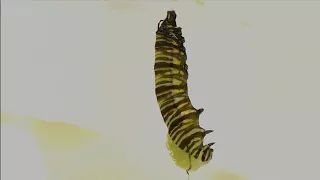 Monarch Caterpillar Transition to Chrysalis