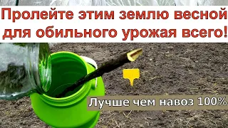 Ложку на Ведро Воды и Земля Как Новая! Пролейте этим землю весной для обильного урожая всего.