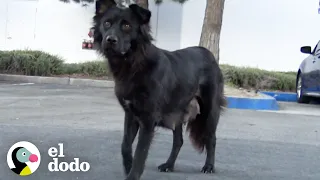 Mamá inteligente esconde a sus cachorros hasta saber que serán rescatados | El Dodo