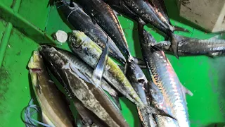 Back to Bact Vanjaram fish tuna fish catching in deap sea #fishing #fish #shortvideo #shorts