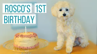 ROSCO TURNS 1! 🎂  | Our Maltipoo's First Birthday Party