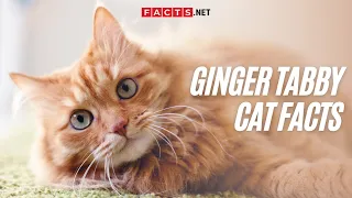 Ginger Tabby Cat Facts Too Adorable To Miss