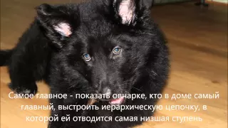 немецкая овчарка (german shepherd)