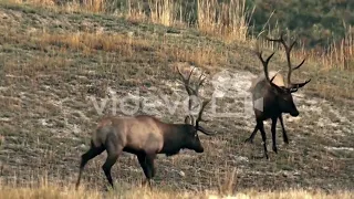 Life of Elk Largest Bull Meets His Match during The year. round life cycle Elk .# 36