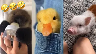 Best cute and funny animals videos #11 #funnyanimal #funniestvideo #funnydogs #funnycats #catsvideo