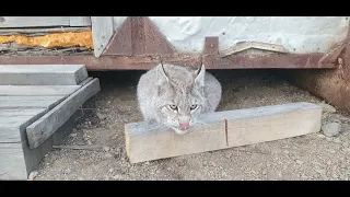 Голодная рысь вышла к людям.