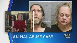 16 More Dead Dogs Found At Carroll County Home In Animal Abuse Case