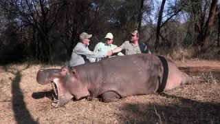 Croc and Hippo Hunt with John Martins