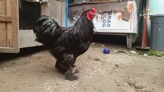 Gambaran Singkat Potensi Beternak Ayam Hias Brahma