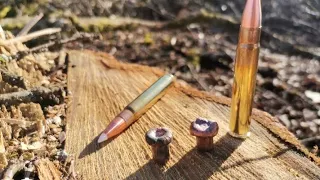 Le calibre 9.3X62 et la chasse au sanglier