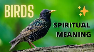 BIRDS SYMBOLISM 🐤🐤 - The Spiritual Meaning of Birds