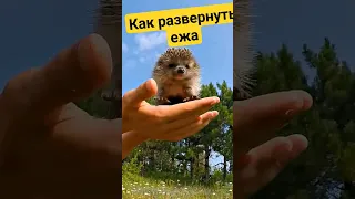 Как развернуть ежика