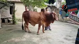 Big bull in kustia price 4 lac. (Qurbani 2018)