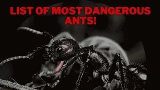 Top 5 Most Dangerous Ants in the World | Deadly Insect Alert.!