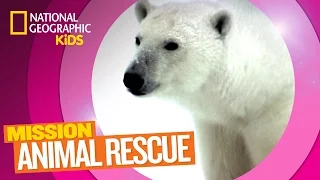 Polar Bears and How to Save Them | Mission Animal Rescue