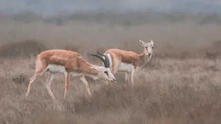 The fastest animals: Goitered gazelle - 70 km/h | Film Studio Aves