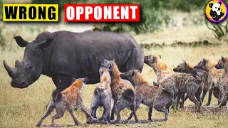 Hyena Attacks: When Hyenas Messed With The Wrong Opponent !